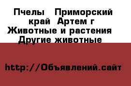 Пчелы - Приморский край, Артем г. Животные и растения » Другие животные   